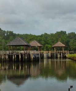 Mangrove Forest Bali Canoe Eco Tour (3)