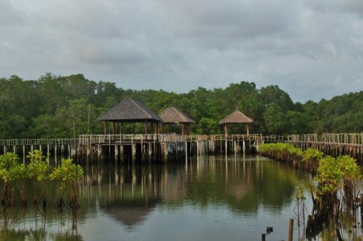 Mangrove Forest Bali Canoe Eco Tour (3)