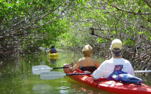 Mangrove Forest Bali Canoe Eco Tour (5)