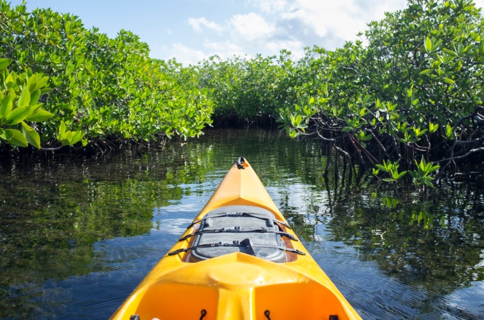 Mangrove Forest Bali Canoe Tour - Eco Tour Bali - Wandernesia