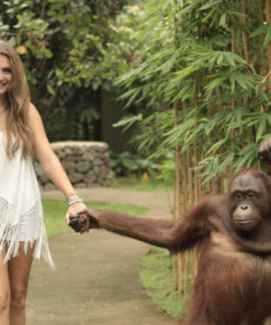 with orangutans