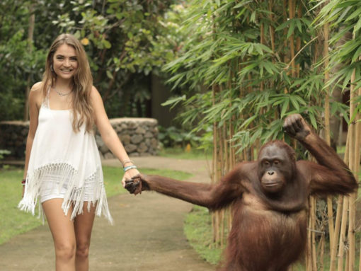 with orangutans