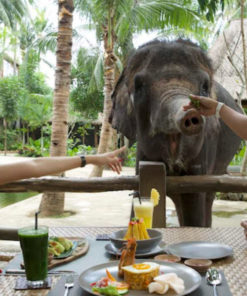 elephant breakfast lombok