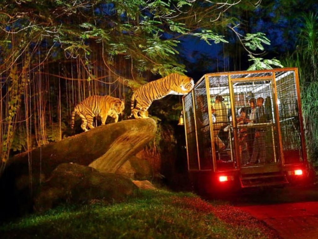 Bali Safari Marine Park: Night Safari with Private Transfer - Wandernesia