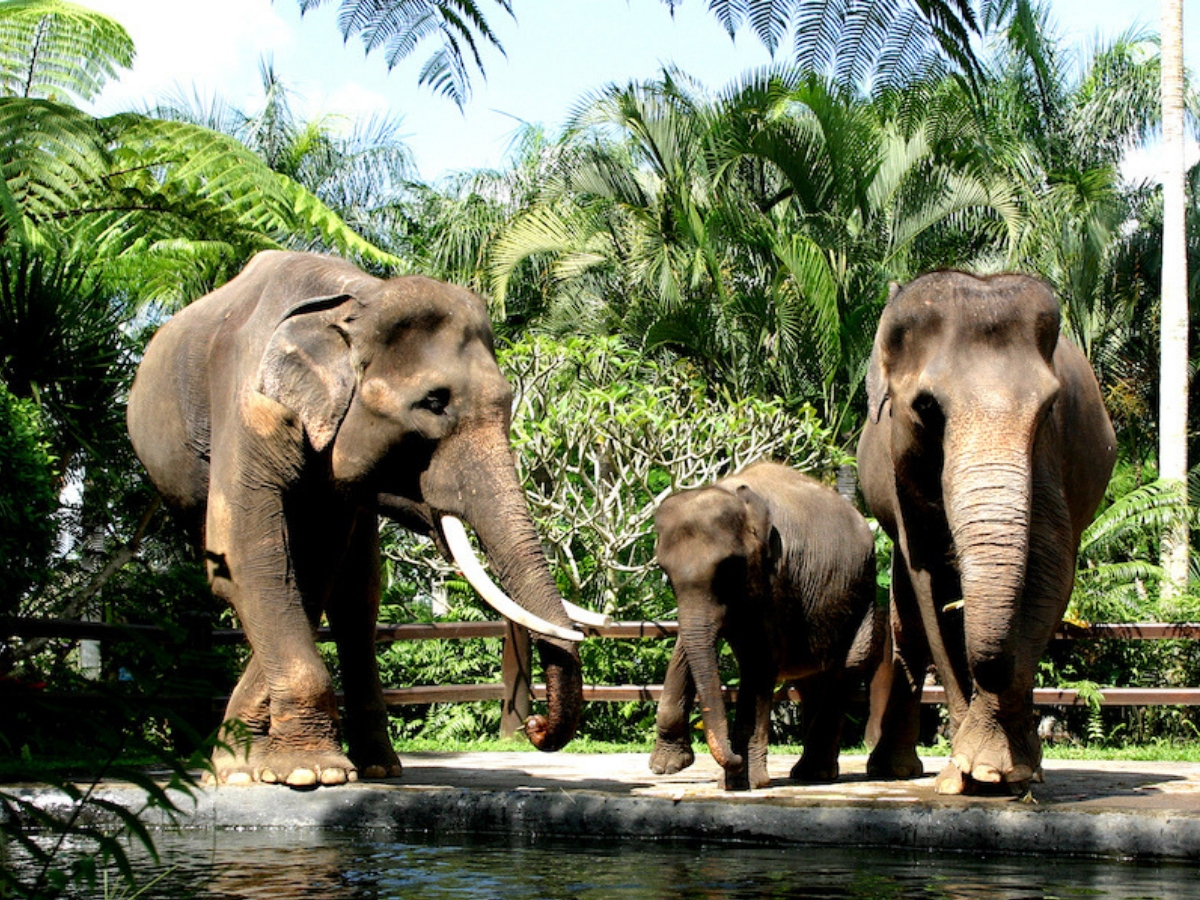 parc safari elephants