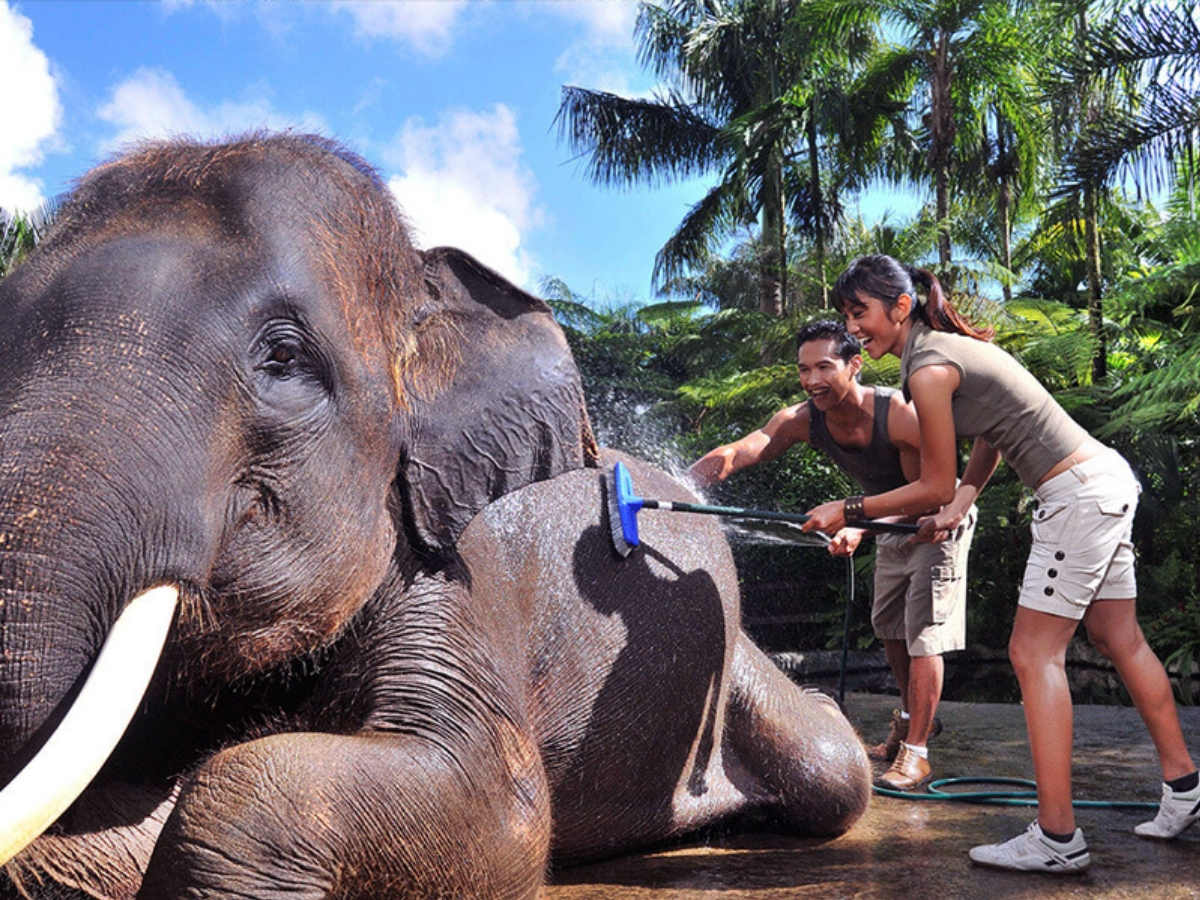 elephant safari park bali cruelty