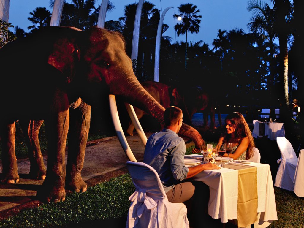 safari under the stars bali