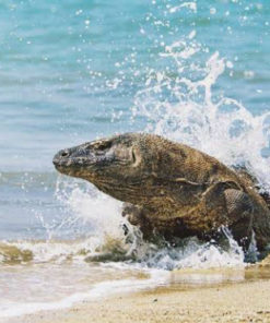 Komodo National Park by captureindonesia