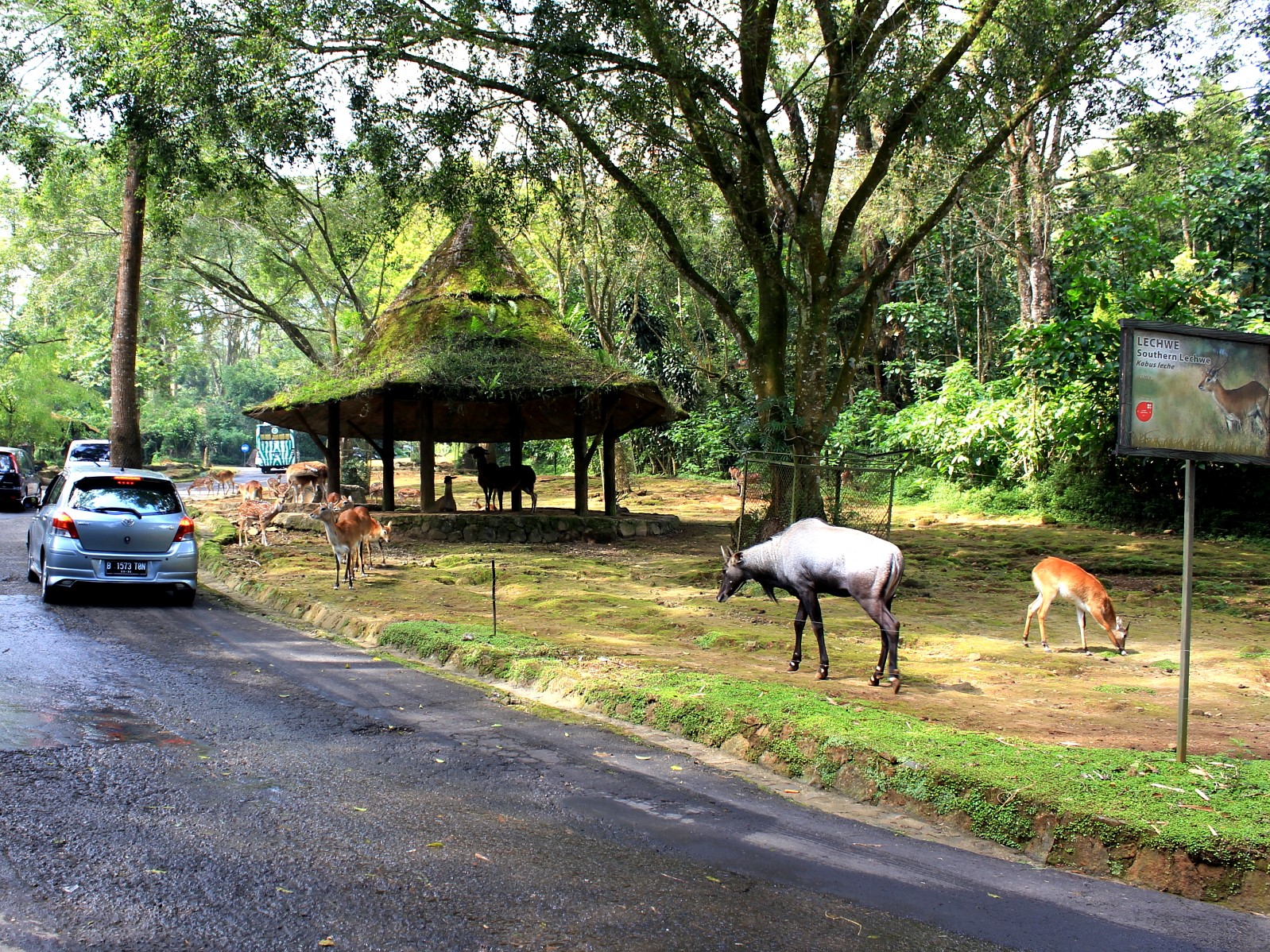 taman safari bogor jakarta surabaya