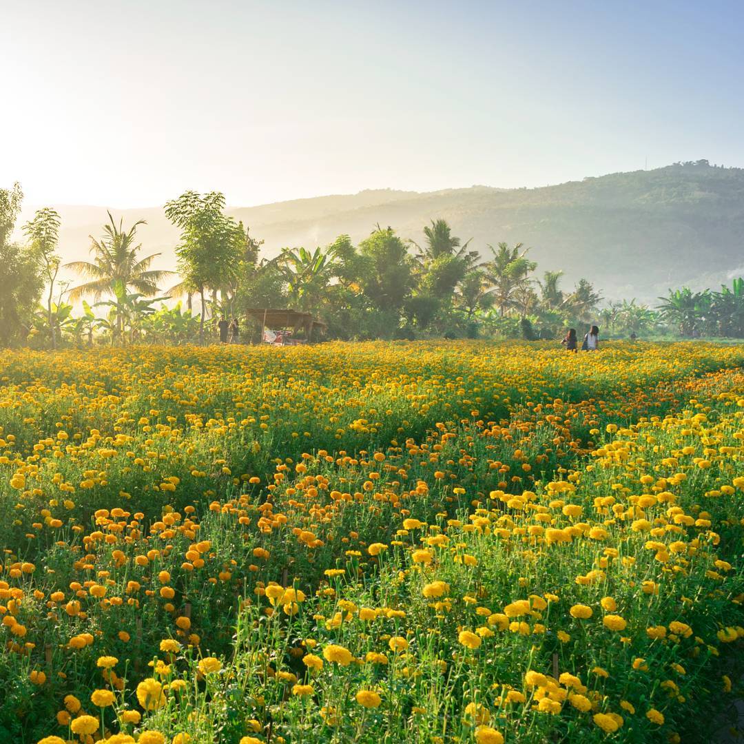 Attractions in Bali; Desa Temukus