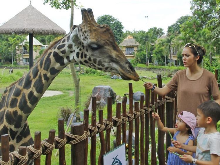 bali safari giraffe breakfast