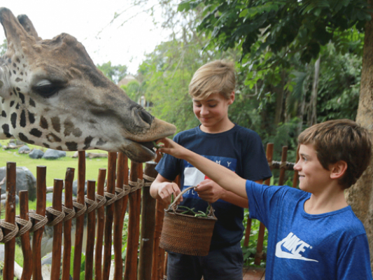 bali safari giraffe breakfast