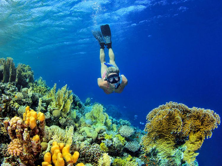 1 Day Komodo Island Tour and Snorkeling with Private Boat