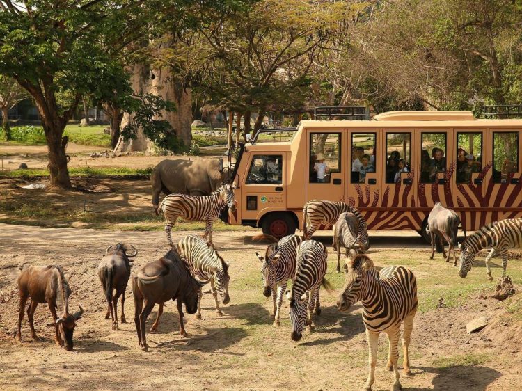 bali safari giraffe breakfast