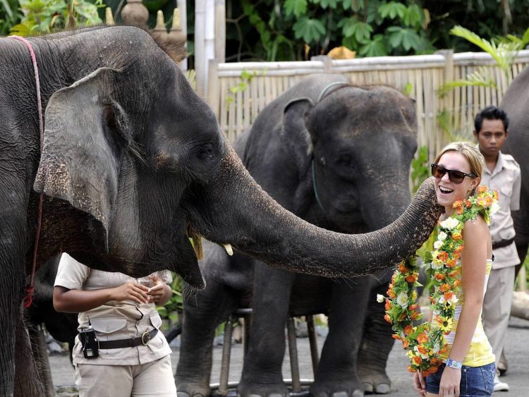 bali safari giraffe breakfast