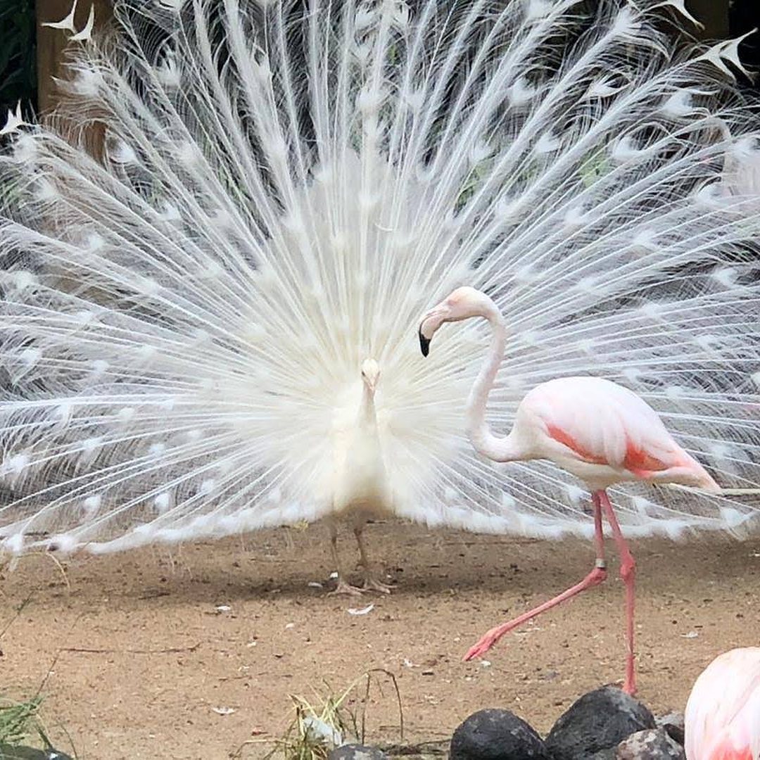 Places to See in Bali; Bali Bird Park 