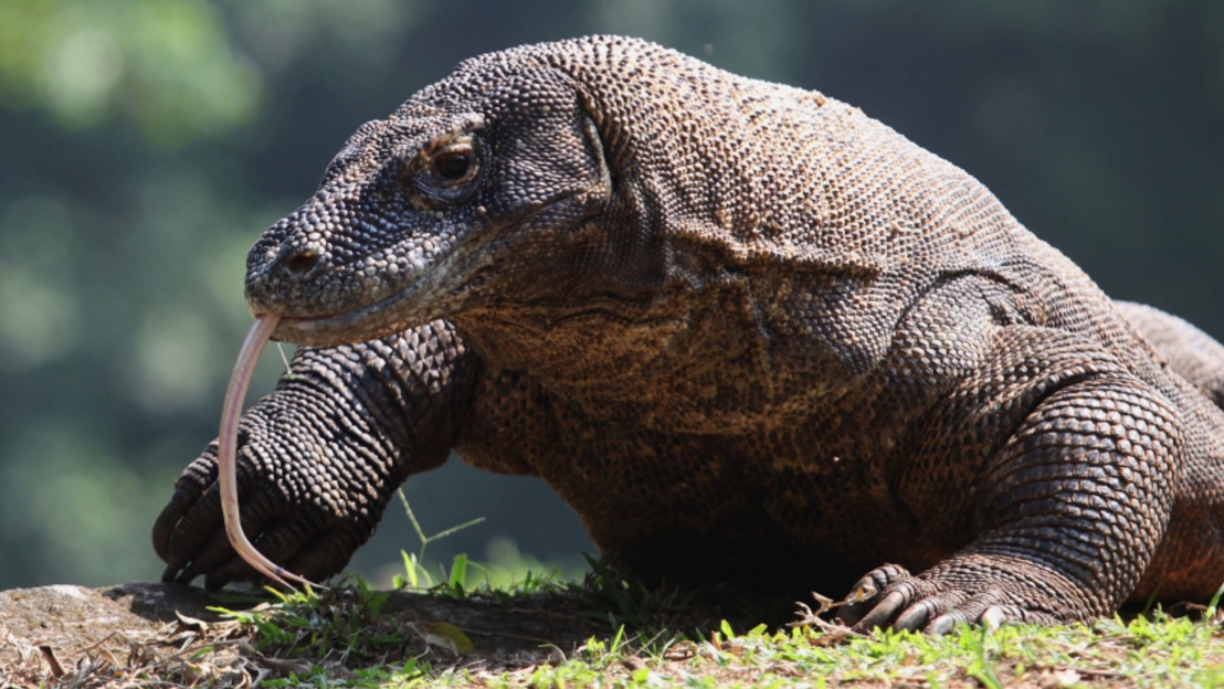 Top 10 Komodo Dragon Facts Dragon Facts Komodo Komodo Dragon - Gambaran