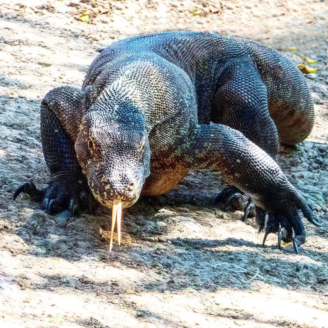 things to do in Labuan Bajo; Komodo Dragon @korablik23