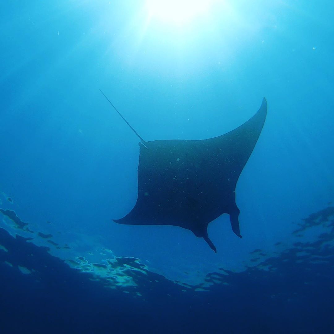 things to do in Labuan Bajo; Manta Ray @celiarun