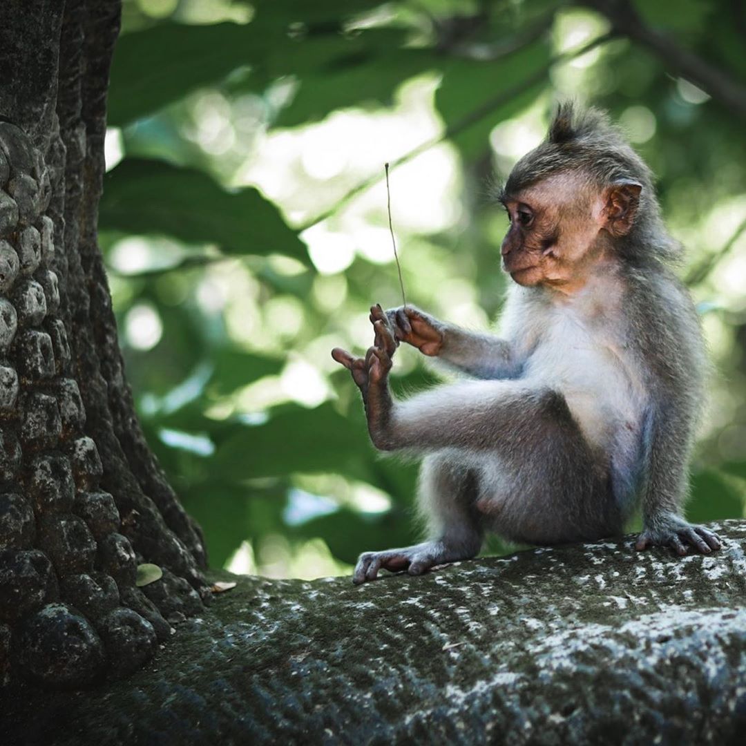 Places to See in Bali; Monkey Forest 