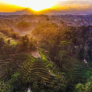 Places to See in Bali; Tegalalang Rice Terraces