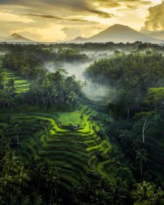 Activities in Bali; Tegalalang Rice Terraces