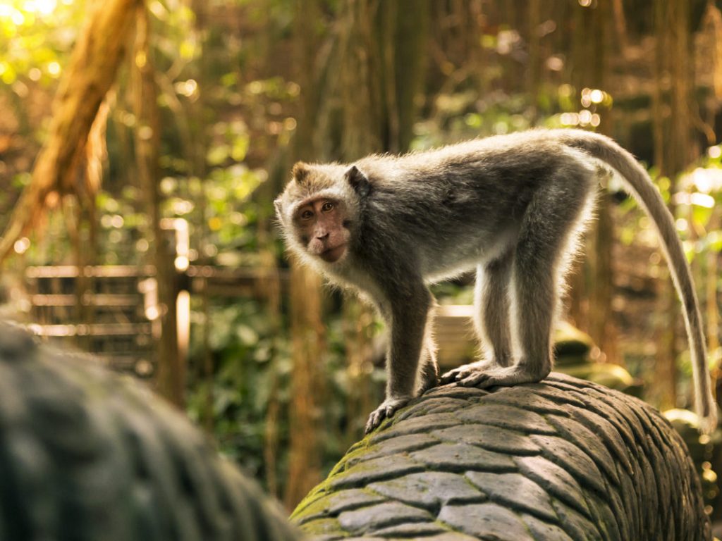 bali destinations; Monkey at the Dragon bridge in the Sacred Monkey forest Sanctuary.