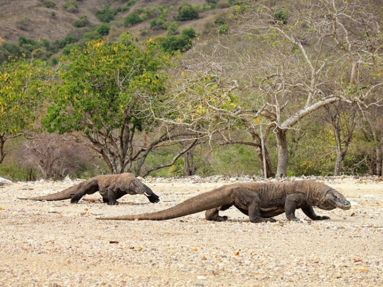 Join Trip Komodo by boat Komodo Dragon Track