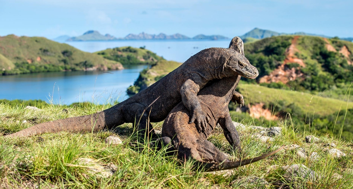 komodo dragon facts