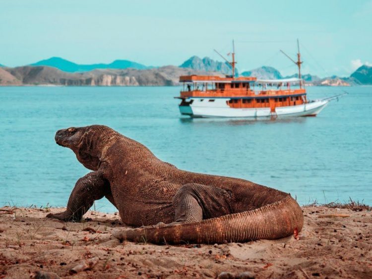 The Complete Guide To Komodo Tours Tripfuser Travel Blog