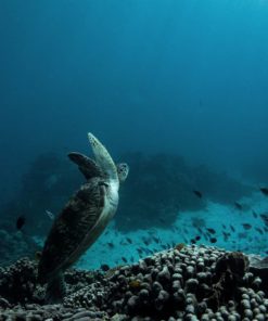 Komodo Island Diving: sebayur island by @rog_freedive