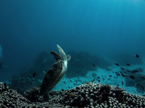 Komodo Island Diving: sebayur island by @rog_freedive