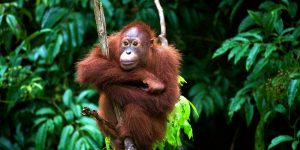 borneo orangutan