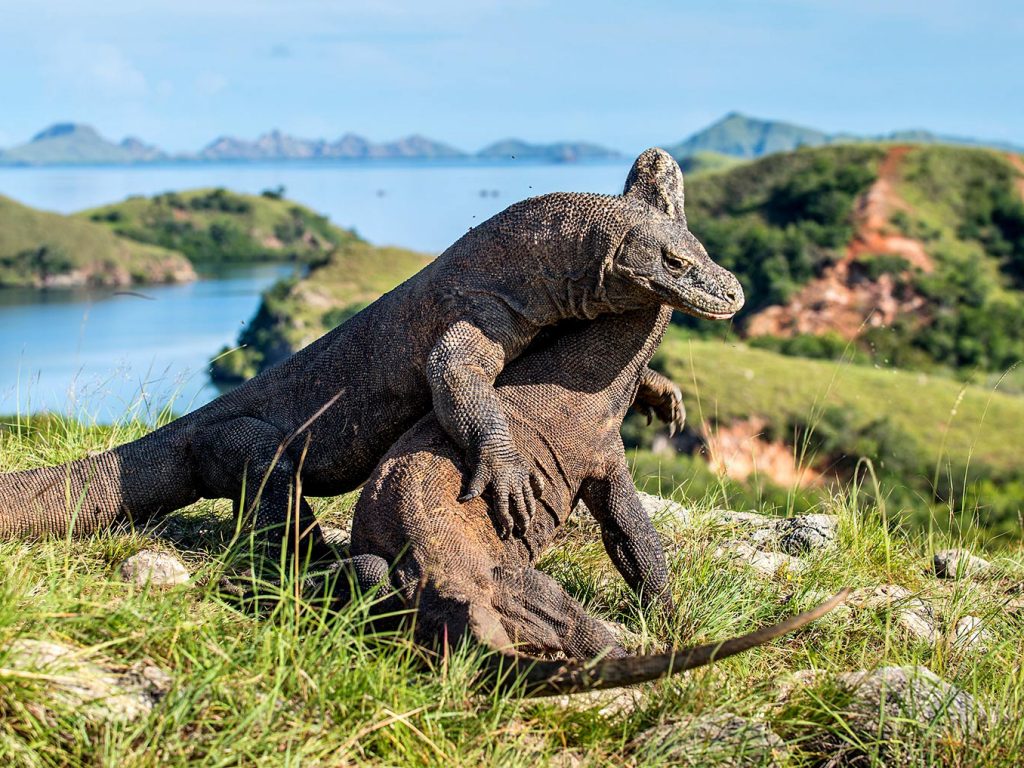 komodo dragon