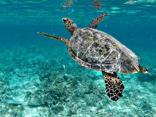 snorkeling in gili