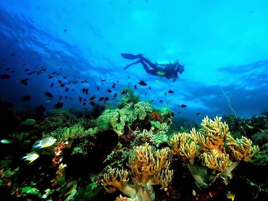wakatobi