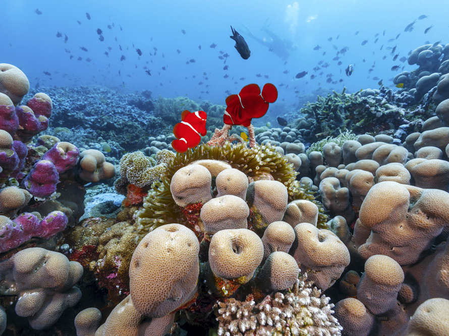 Wakatobi National Park World-class Diving Destination