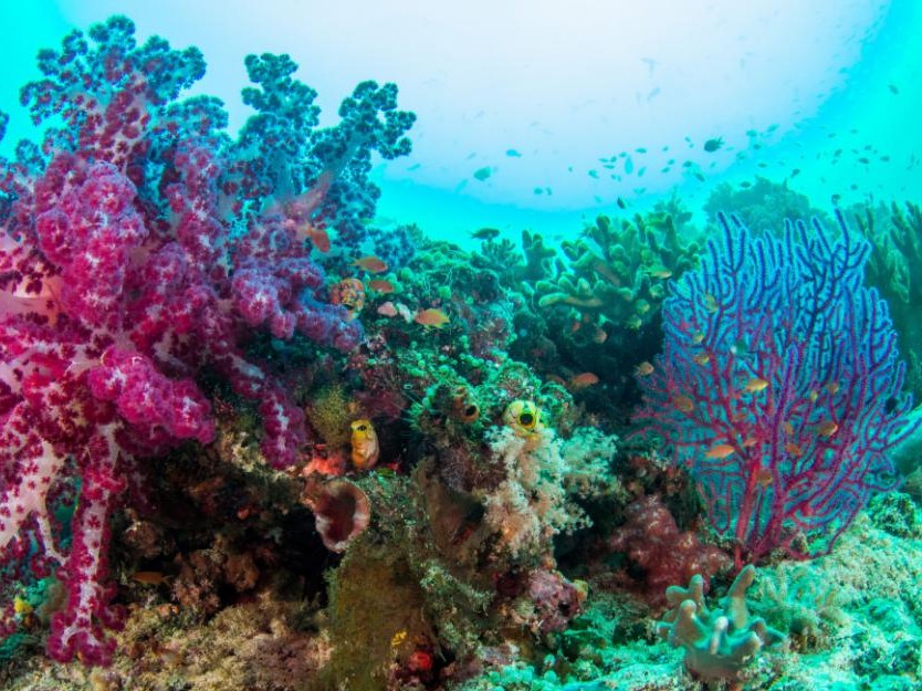raja ampat