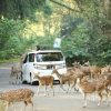 Bogor Safari