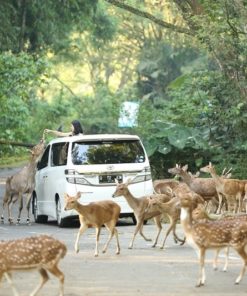 Bogor Safari