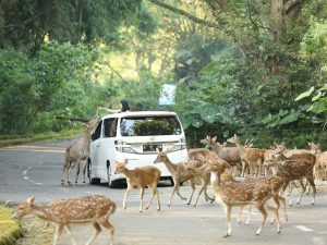 Bogor Safari