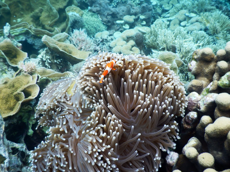 gili islands snorkeling