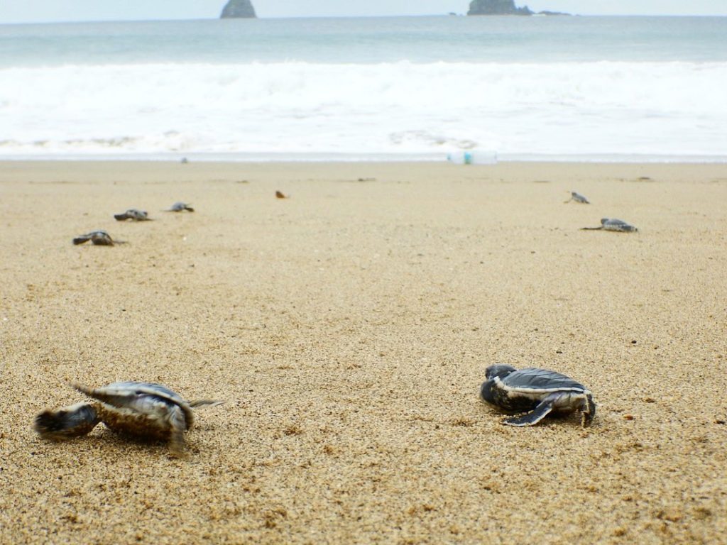 sukamade beach