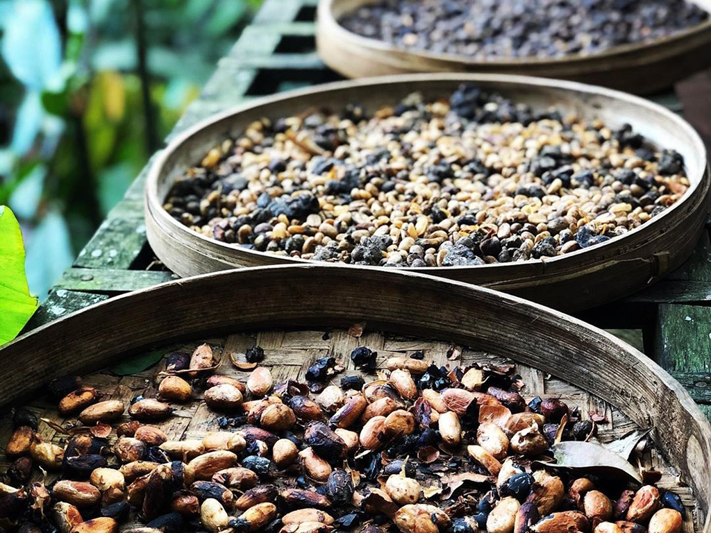 bali luwak kaffeeplantage