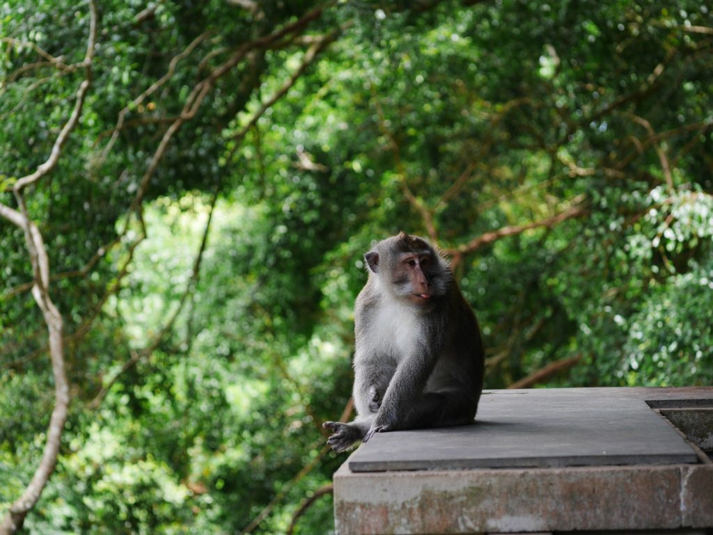 Bali Ubud Monkey Forest