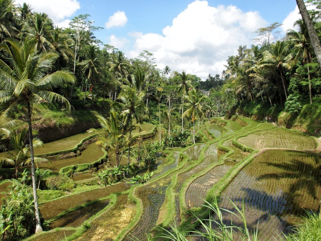 tegalalang reisterrassen bali