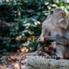 Le Meilleur de Ubud avec Un Guide Francophone