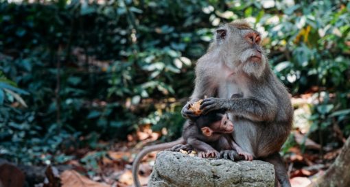 Le Meilleur de Ubud avec Un Guide Francophone