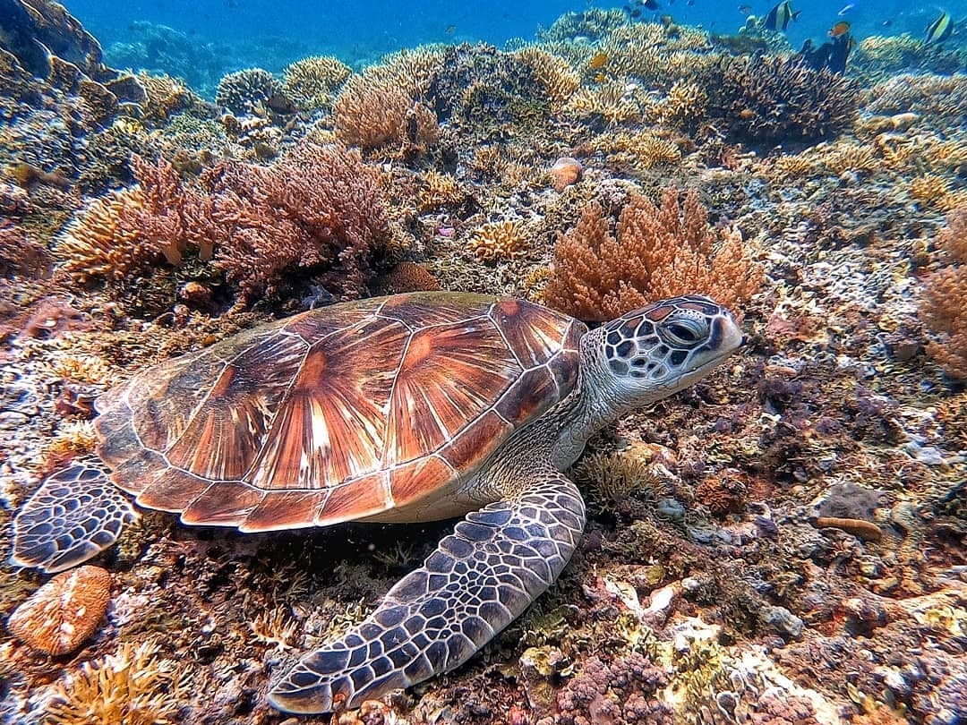 gili meno lombok snorkeling