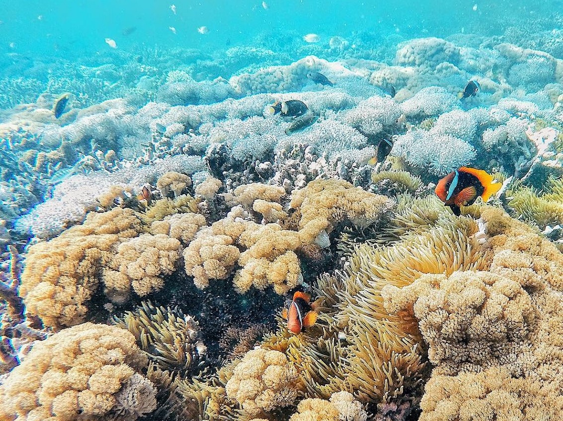 snorkel in lombok